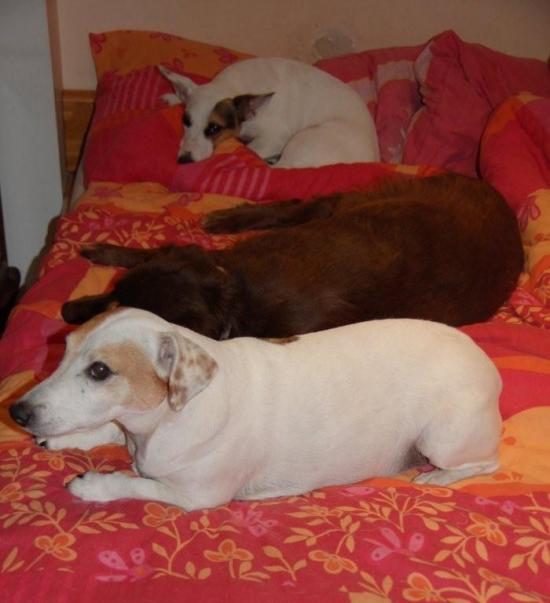 kinga puppy et boris septembre 2009