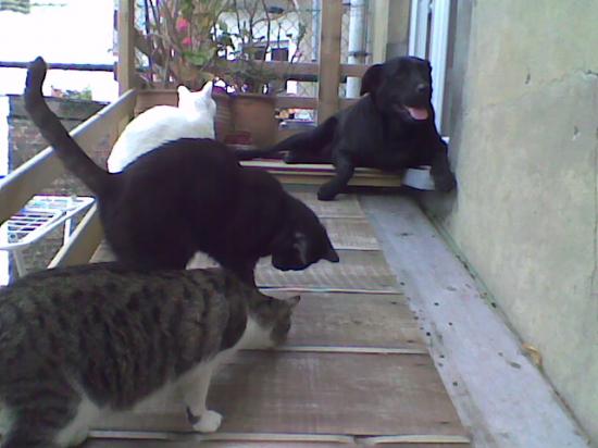 molly et les chats septembre 2009