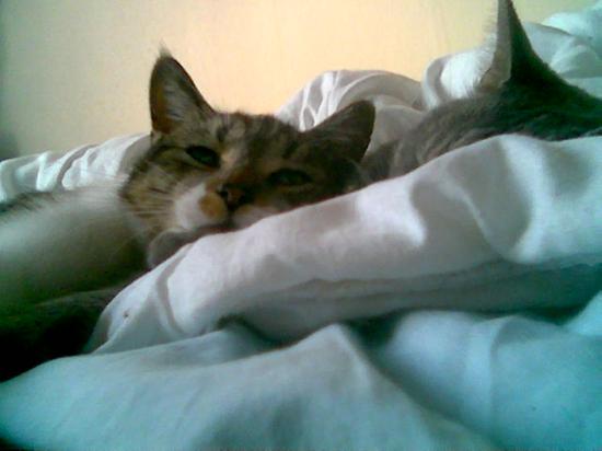 grizou et minouche
