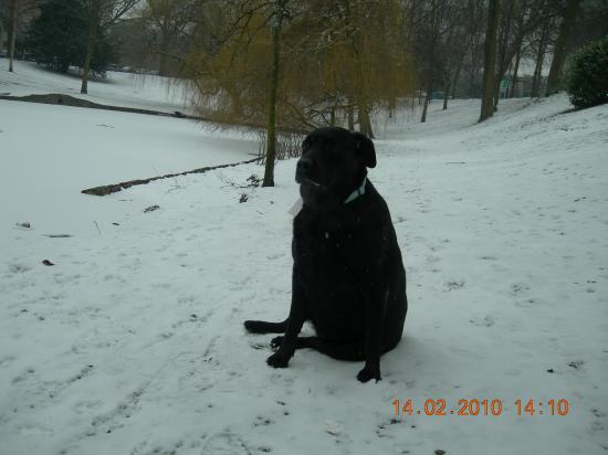 molly