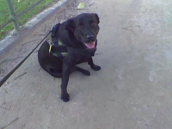 molly