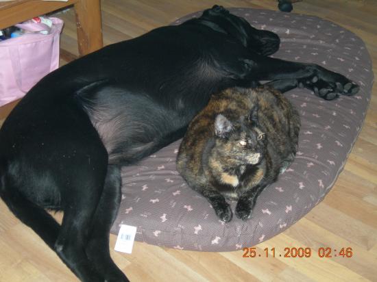 molly et chipie